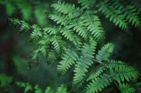 close up photography of fern leaves